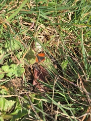 Lycaena phlaeas