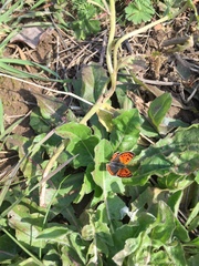 Lycaena phlaeas