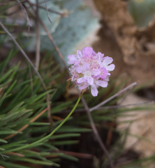 Armeria welwitschii