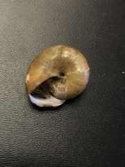 Mesomphix vulgatus
