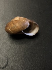 Mesomphix vulgatus