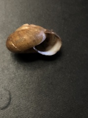 Mesomphix vulgatus