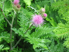 Cirsium remotifolium