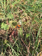 Lycaena phlaeas