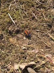 Lycaena phlaeas