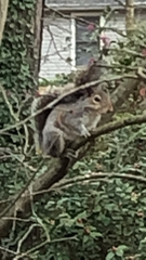 Sciurus carolinensis