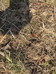 Lycaena phlaeas