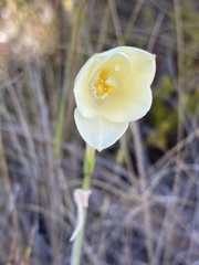 Cyrtanthus leucanthus