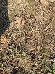 Lycaena phlaeas
