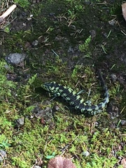 Abronia taeniata