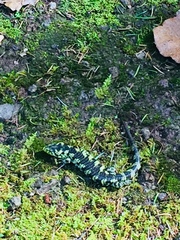 Abronia taeniata
