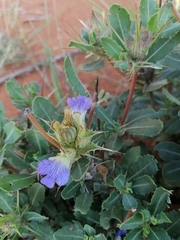 Blepharis diversispina