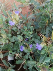 Blepharis diversispina