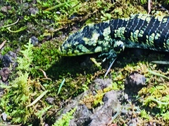 Abronia taeniata