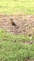 Turdus migratorius