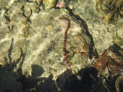 Baseodiscus mexicanus