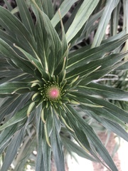 Echium pininana