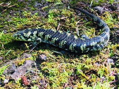 Abronia taeniata