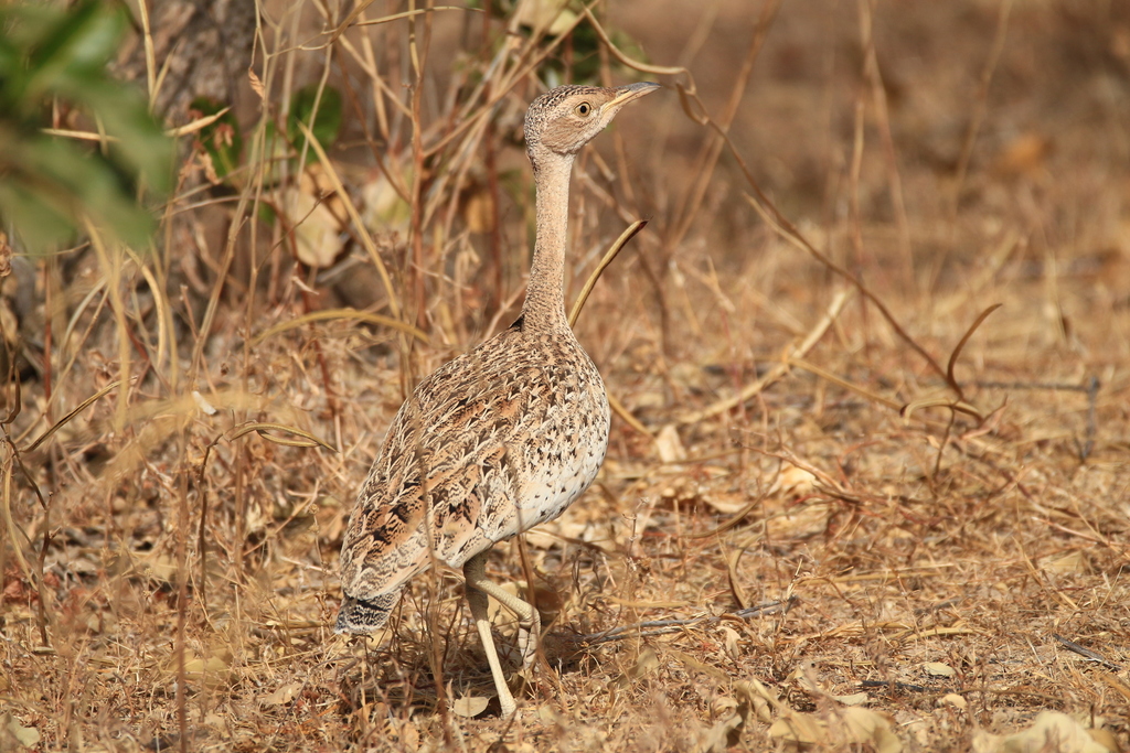 Savile's Bustard (Lophotis savilei) photo