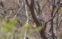 Accipiter striatus chionogaster