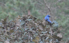 Aphelocoma unicolor unicolor