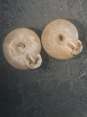 Lobosculum pustuloides