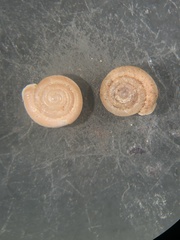 Lobosculum pustuloides