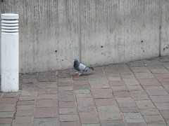Columba livia