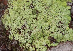 Acarospora schleicheri