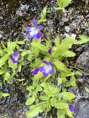 Pinguicula longifolia