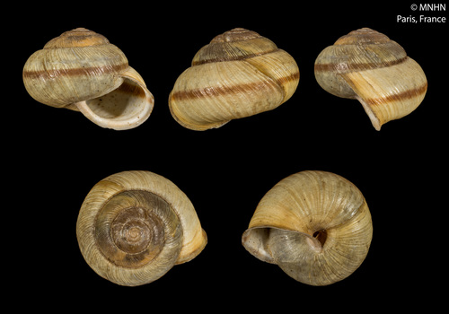 Karaftohelix bocageana