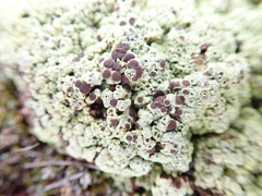 Acarospora schleicheri