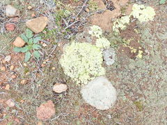 Acarospora schleicheri