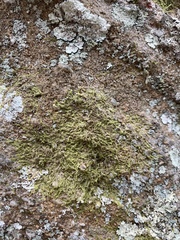 Cheilolejeunea clypeata