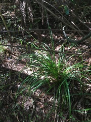 Carex lambertiana