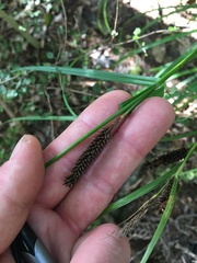 Carex lambertiana