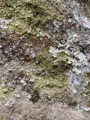 Cheilolejeunea clypeata