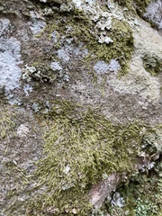 Cheilolejeunea clypeata