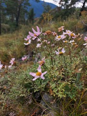 Chrysanthemum sinuatum