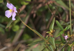 Osbeckia chinensis