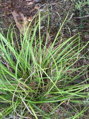 Carex ochrosaccus