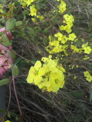 Sphedamnocarpus pruriens pruriens