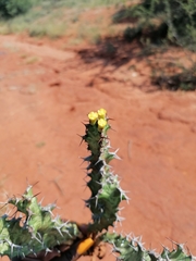 Euphorbia enormis