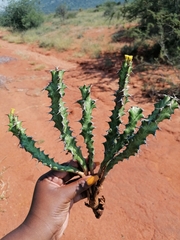 Euphorbia enormis