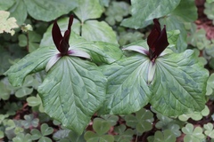 Trillium kurabayashii