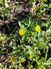 Potentilla supina