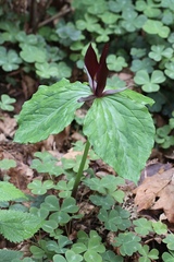 Trillium kurabayashii