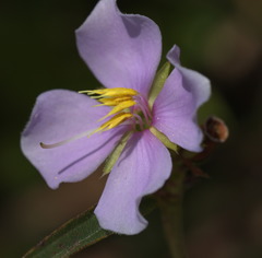 Osbeckia chinensis