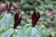 Trillium kurabayashii