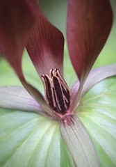 Trillium kurabayashii